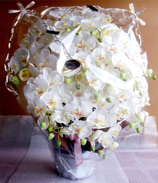 G}  ӒAWTCYdlbiPT{EzCgCG[Edlj̃bsO