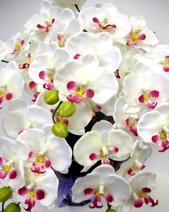 G}  Ӓ̂pAWT{izCgr[eB[j3