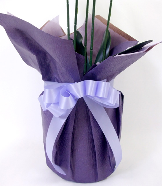 G}  Ӓ̂pAWT{izCgr[eB[j5