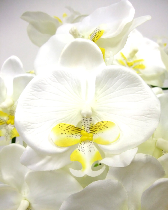 G}  ӒAWT{dizCgCG[j4